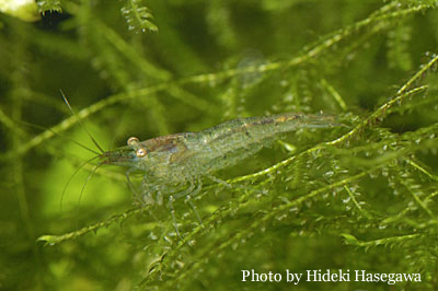 Neocaridina_denticulata_denticulata