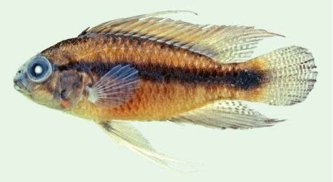 Apistogramma erythrura, male