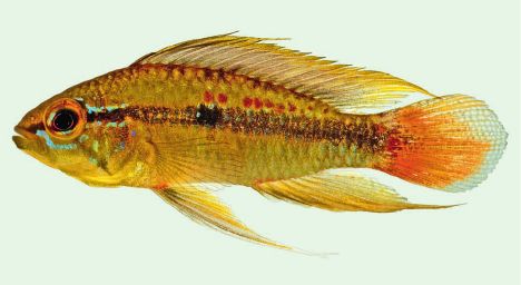 Apistogramma erythrura, male