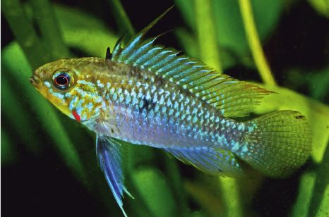 Apistogramma erythrura, male