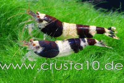 C_breviata_Bumblebee_Shrimp