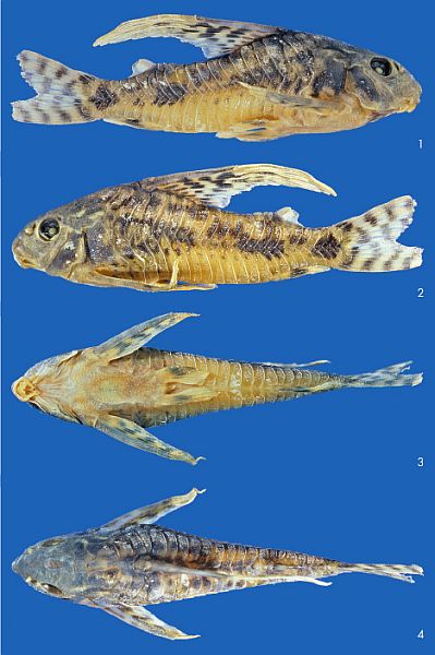 Corydoras longipinnis sp. n.