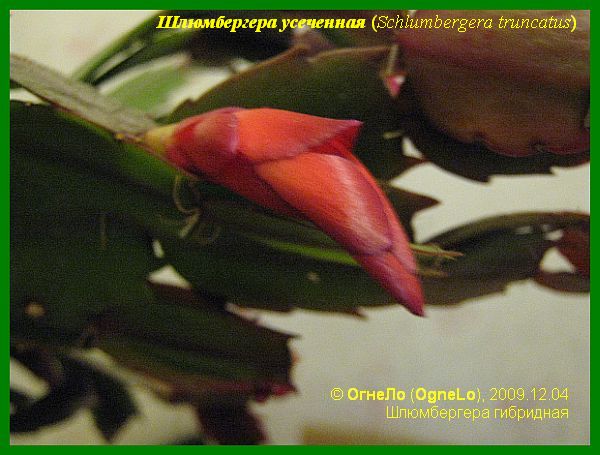 Шлюмбергера усеченная (Schlumbergera truncata)