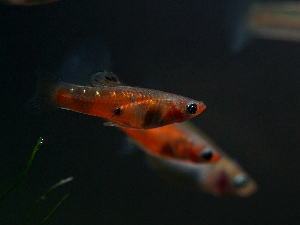 Micropoecilia_picta__Red_Type