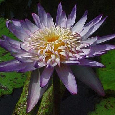 Nymphaea 'Midnight Embers'