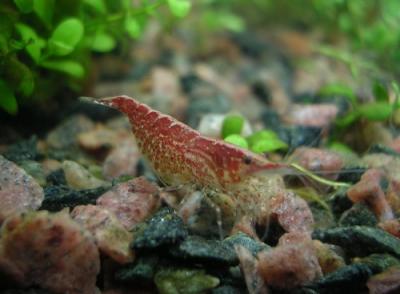 Neocaridina heteropoda 'Red'