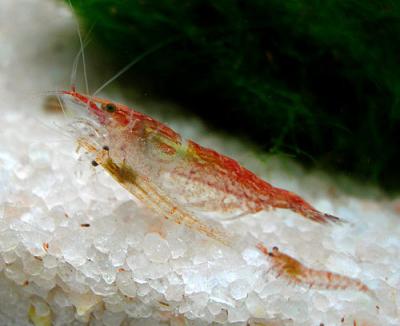 Neocaridina heteropoda 'Red Cherry'