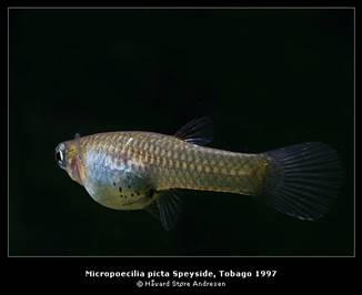 самки - Poecilia picta