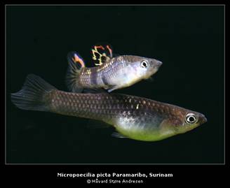 Poecilia picta