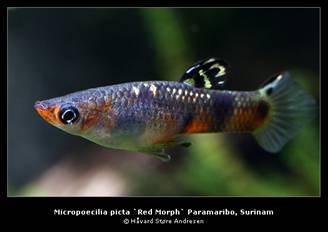 Micropoecilia_picta