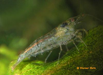 heteropoda__fr__her_denticulata_sinensis