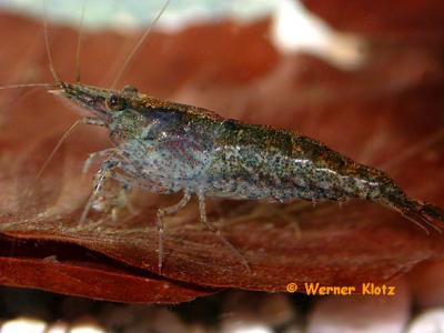 heteropoda__fr__her_denticulata_sinensis