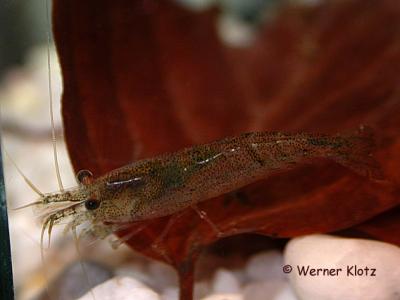 Neocaridina heteropoda (Synonym Neocaridina denticulata sinensis)