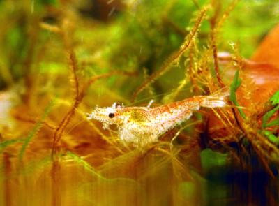 Neocaridina heteropoda 'Red Cherry'. (Juvenil)