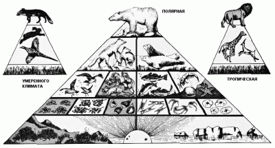 Пищевая пирамида