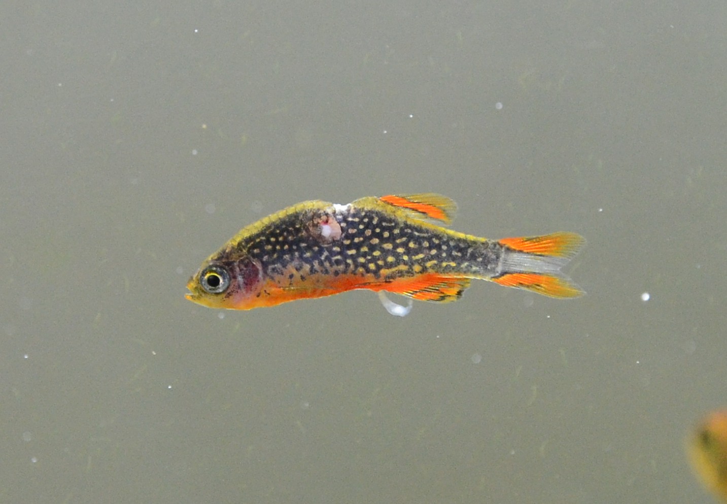 danio_margaritatus_ill.jpg