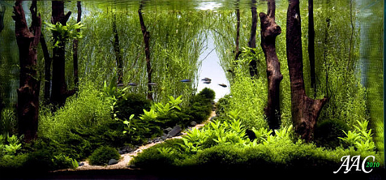 top-10-acuavida-aquascaping-contest-2010-medium-tank-4.jpg