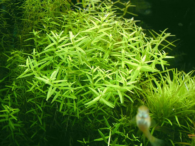 rotala_green.jpg